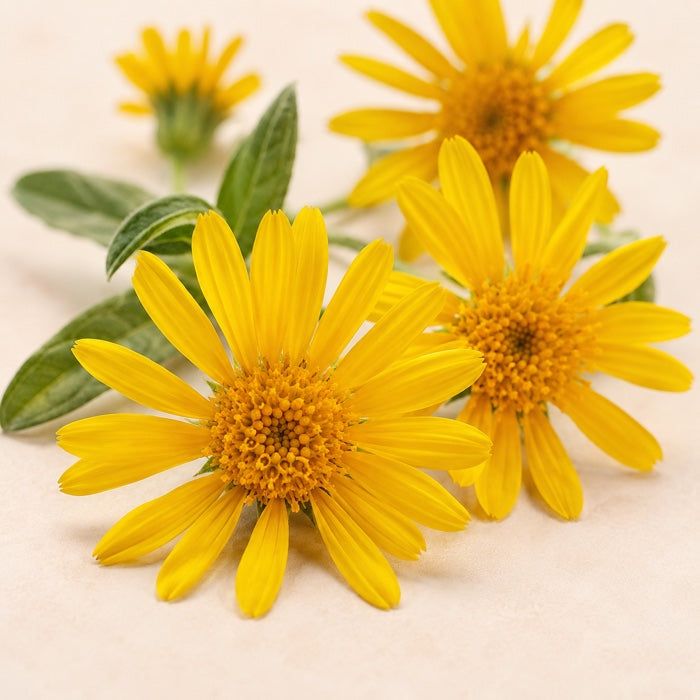 Fresh arnica flowers